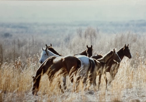 Exploring Florida Horse Breeds: A Comprehensive Guide