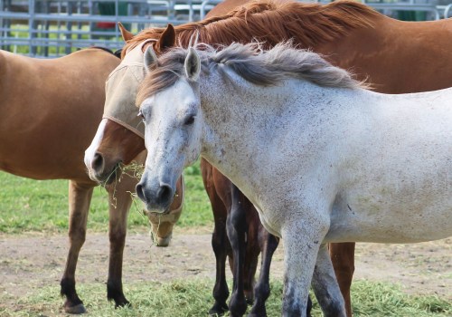 Ways to Donate to a Horse Rescue Organization in Florida