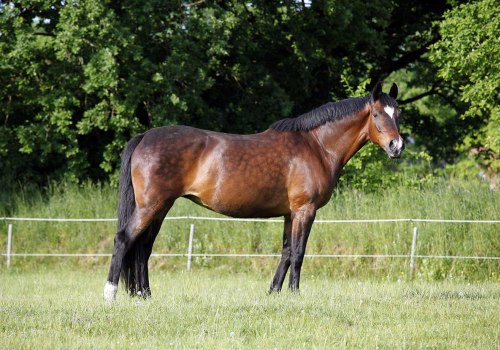 Common Health Issues in Florida Horses: A Comprehensive Guide