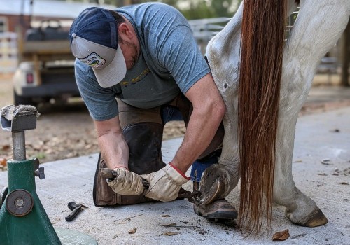 Discovering the world of Farrier and hoof care workshops in Florida