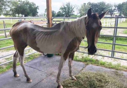Fundraising Events and Campaigns for Horse Rescue Organizations in Florida
