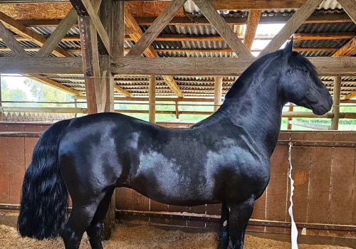 All About the American Quarter Horse: A Guide to Florida's Most Popular Breed