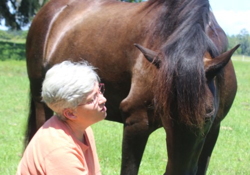 How to Get Involved with Horse Rescue Organizations in Florida