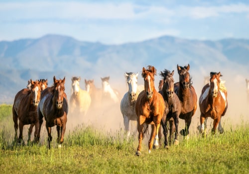Exploring Florida's Fascinating Cracker Horse Breed