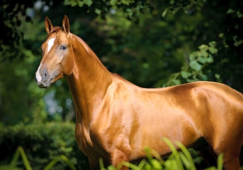 Maintaining a Healthy Coat for Florida Horses