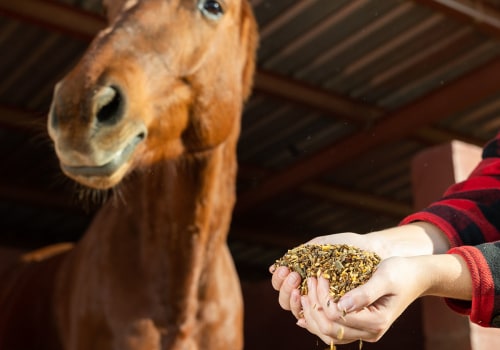 Understanding Supplements for Horses in Florida